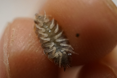 Porcellio scaber