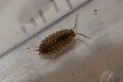 Porcellio scaber