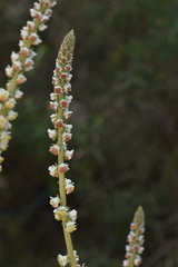 Reseda barrelieri