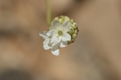 Armeria malacitana