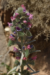 Echium albicans