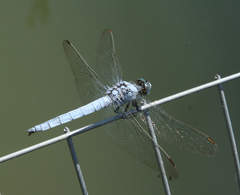 Orthetrum brunneum