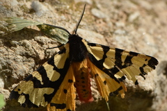 Arctia angelica