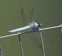 Orthetrum brunneum