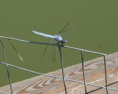 Orthetrum brunneum