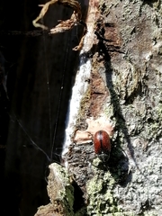 Anthonomus phyllocola