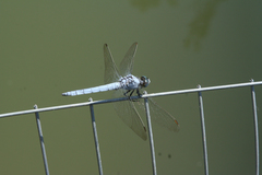 Orthetrum brunneum