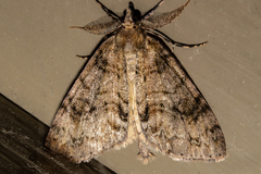 Pseudocoremia suavis