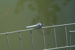 Orthetrum brunneum