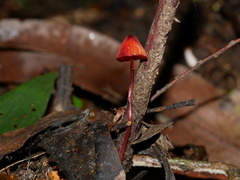 Mycena toyerlaricola