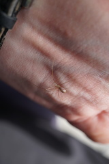 Pholcus opilionoides