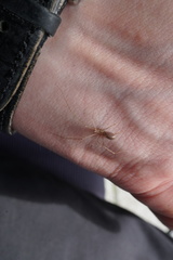 Pholcus opilionoides