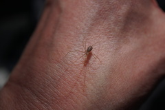 Pholcus opilionoides