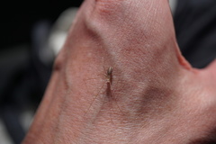 Pholcus opilionoides