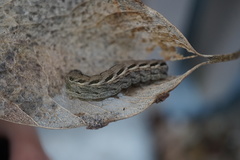 Noctuinae