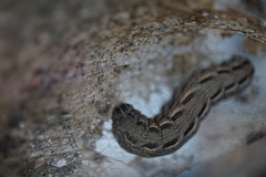 Noctuinae