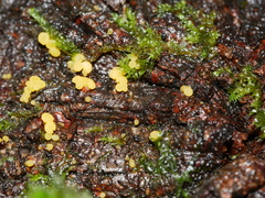 Bispora