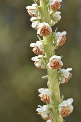 Reseda barrelieri
