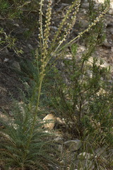 Reseda barrelieri