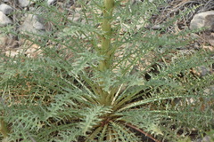 Reseda barrelieri