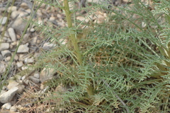 Reseda barrelieri
