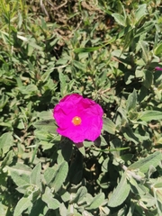 Cistus