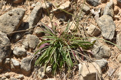 Armeria malacitana