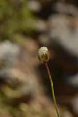 Armeria malacitana