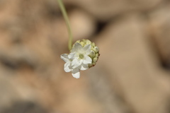 Armeria malacitana