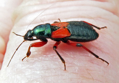 Prostemma aeneicolle