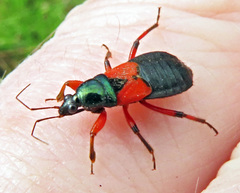 Prostemma aeneicolle