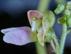 Phaseolus lunatus