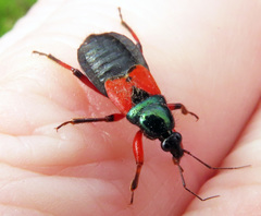 Prostemma aeneicolle