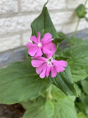 Silene dioica