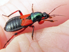 Prostemma aeneicolle