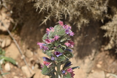 Echium albicans
