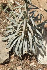 Echium albicans