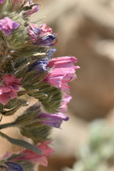 Echium albicans