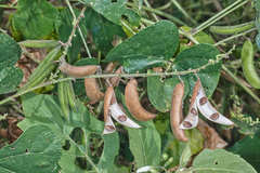Phaseolus lunatus