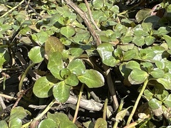Ludwigia peploides