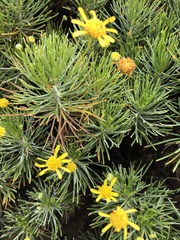 Euryops floribundus