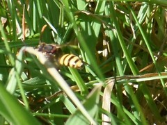 Nomada signata