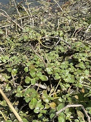 Ludwigia peploides