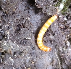 Insecta