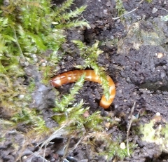 Insecta