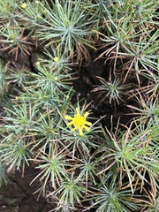 Euryops floribundus