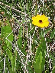 Coreopsis gladiata
