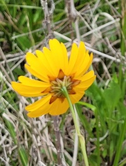 Coreopsis gladiata