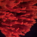 Clathria prolifera - Photo (c) David Remsen,  זכויות יוצרים חלקיות (CC BY-NC)