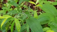 Dichanthelium latifolium